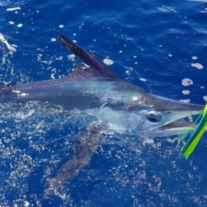 A marlin caught during big game fishing, with a colorful lure attached in the water.