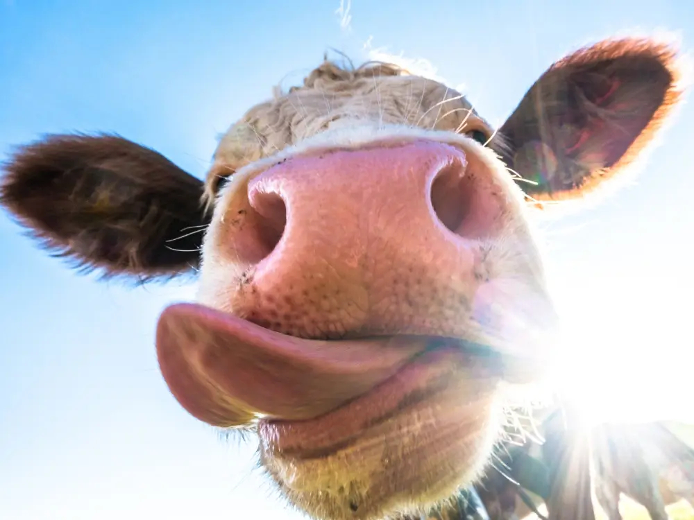 Close-up of a cow licking its nose with sunlight in the background.