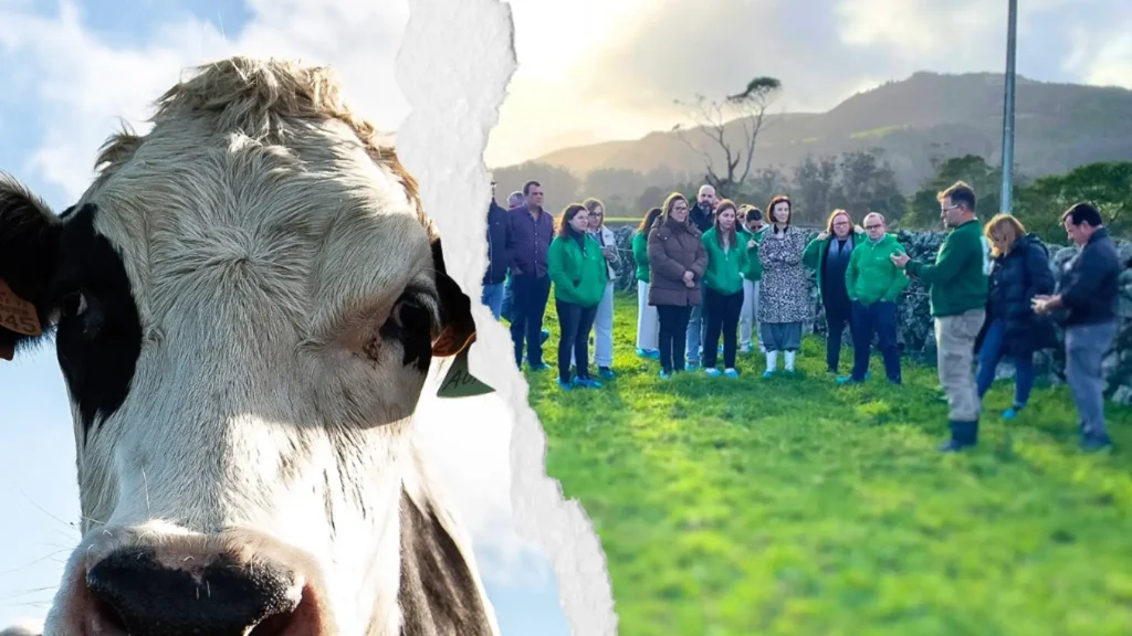 Close-up of a cow's face with a group of people gathered in a field in the background.
