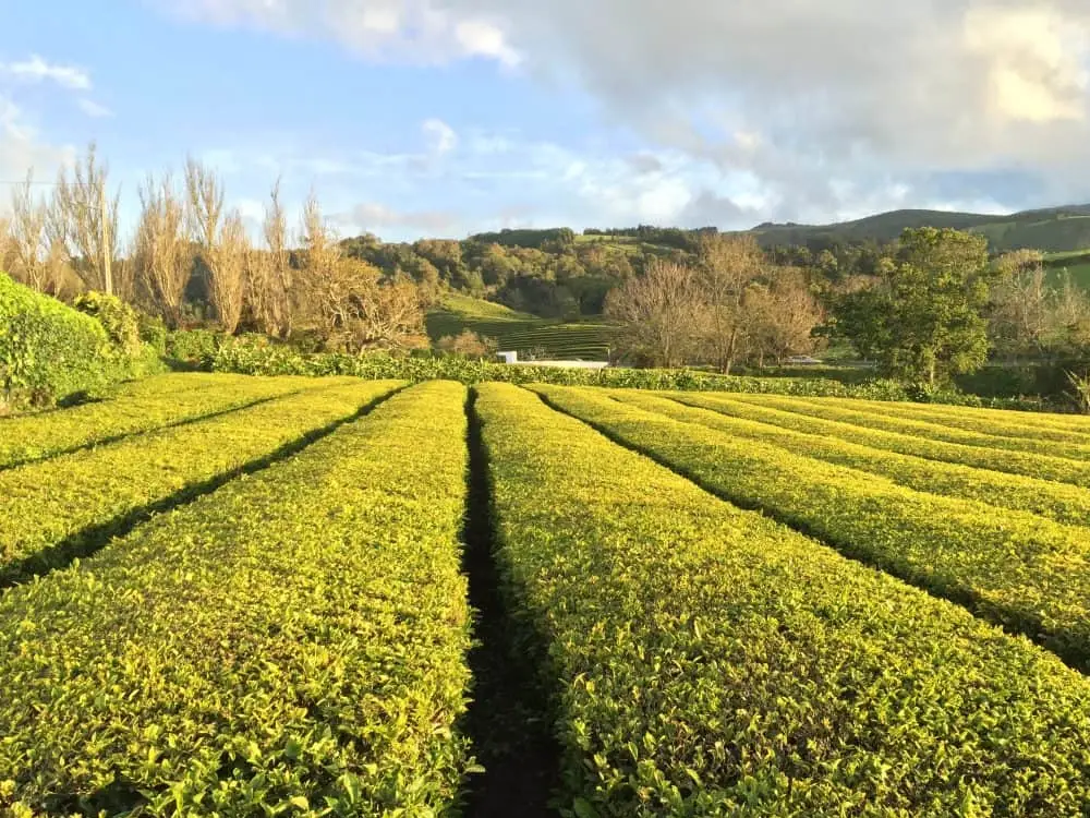 Rows of green tea plants in a plantation at Gorreana, Azores, under a clear sky.