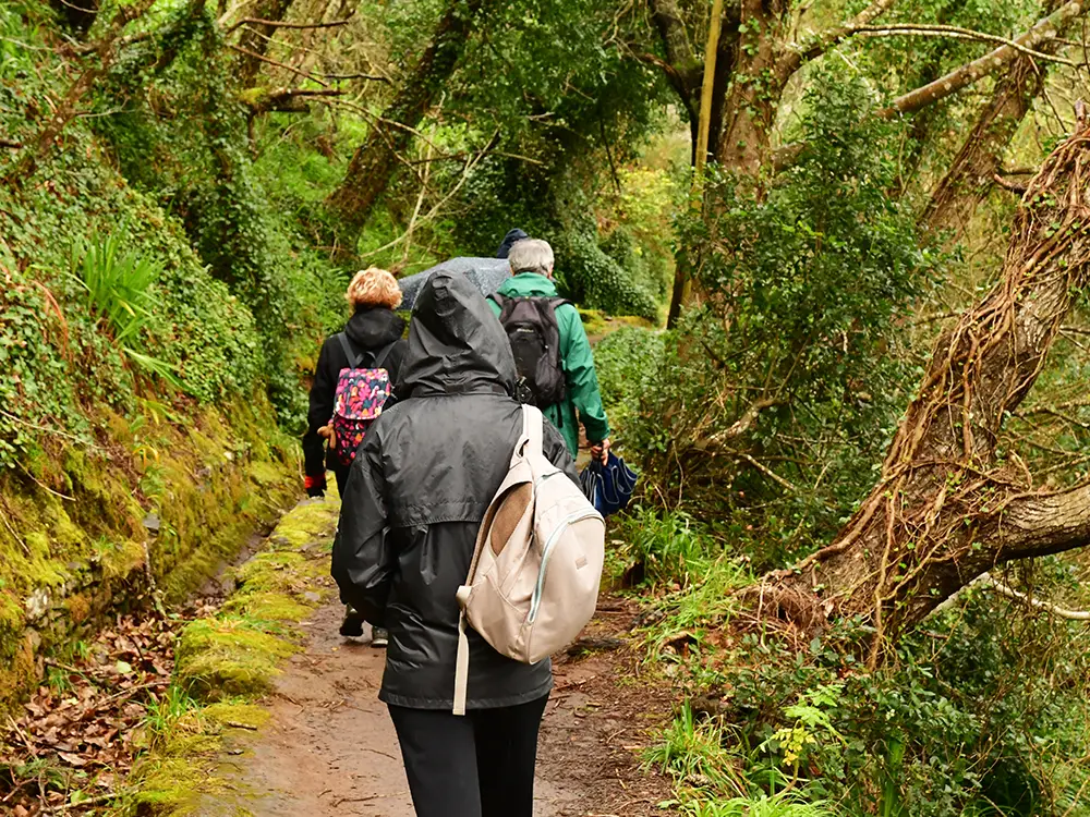 Group of hikers walking along a forest trail surrounded by greenery and trees.
