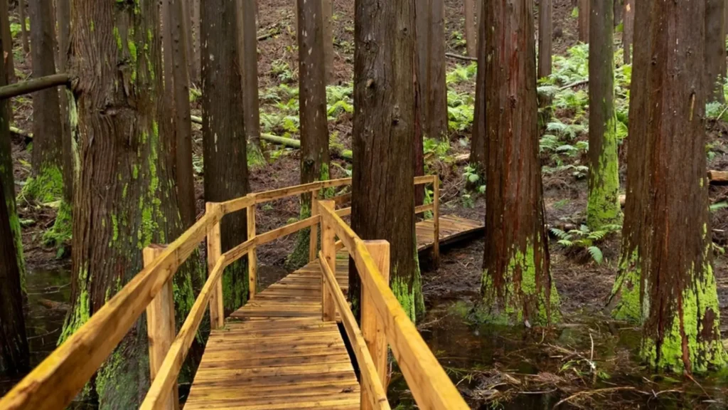 Wooden pathway winding through a dense forest with tall trees and green ferns.