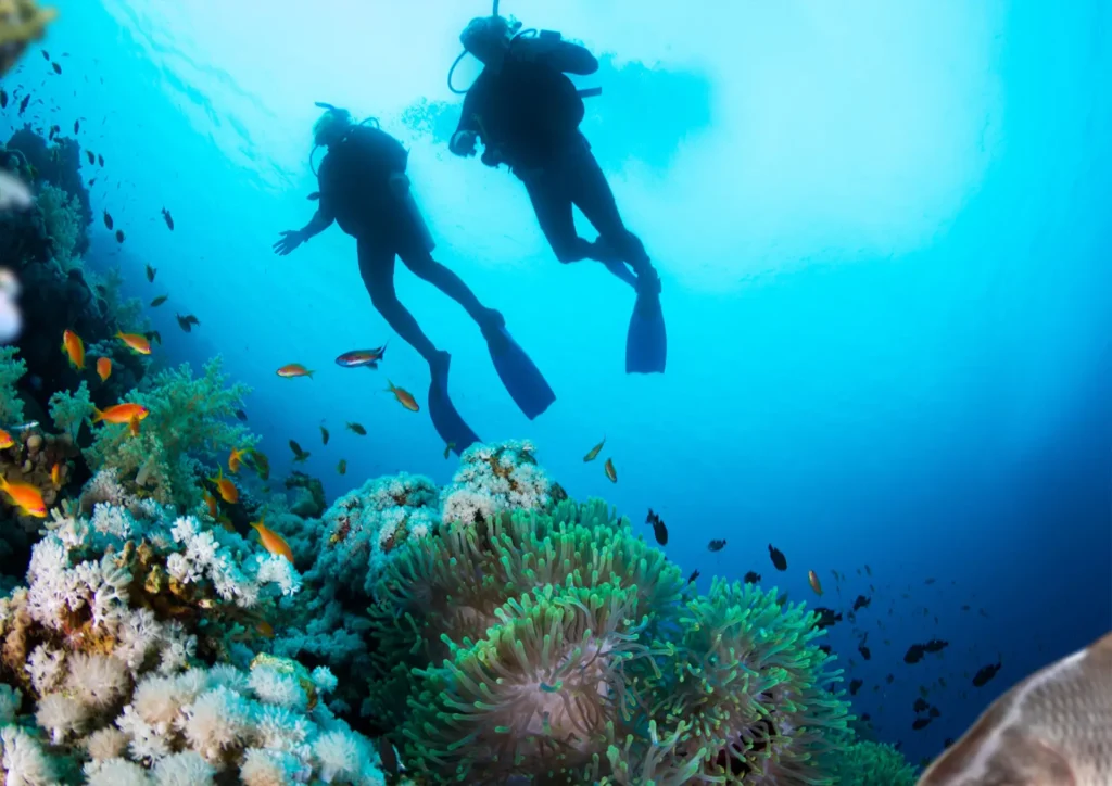 Two scuba divers exploring a coral reef underwater with various fish swimming around.