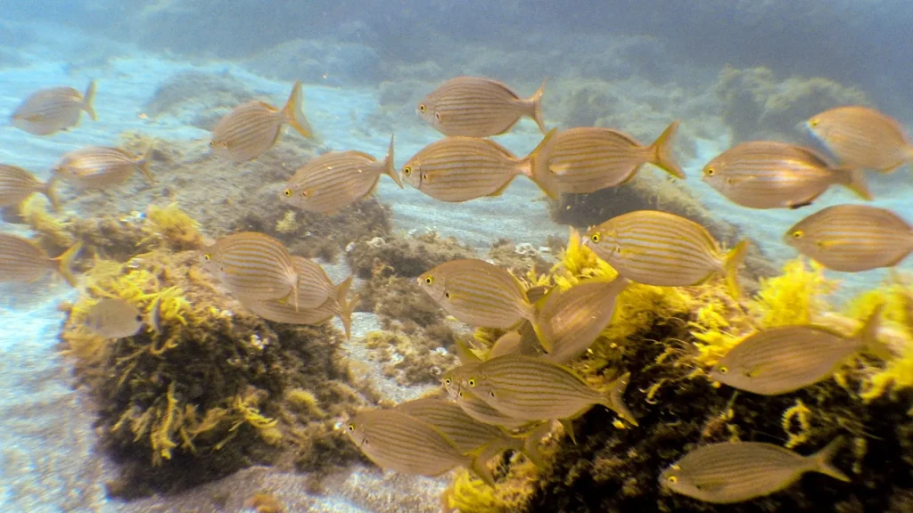 A school of striped fish swimming underwater near sea vegetation.