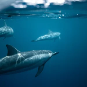 Three dolphins swimming underwater with sunlight reflecting on their bodies.