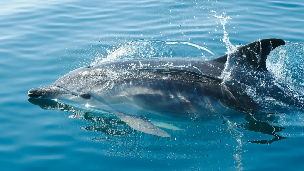 A dolphin swimming in clear blue water, creating splashes as it moves.