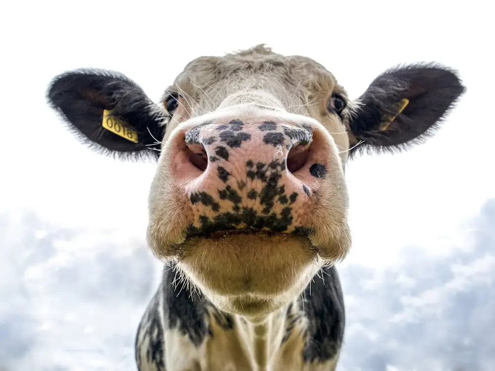 Close-up view of a cow's face showing its nose and ears with identification tags.