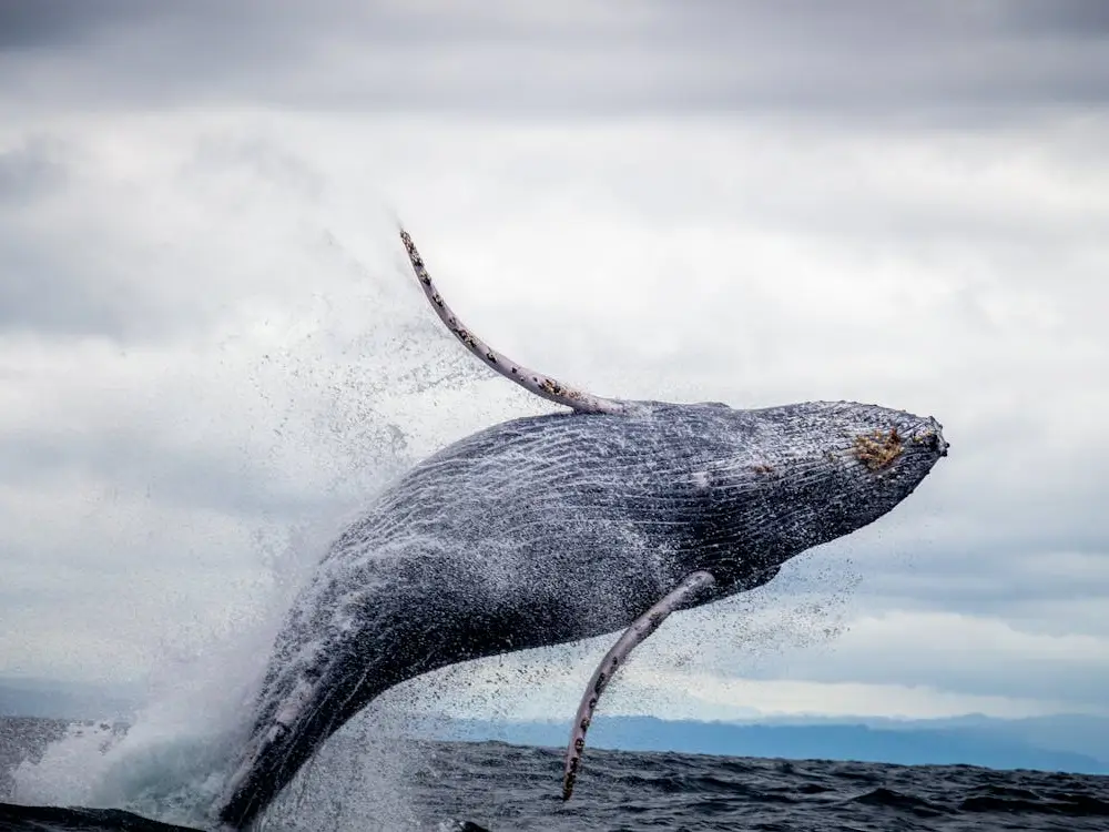 A humpback whale breaching the surface of the water, creating a splash as it jumps.
