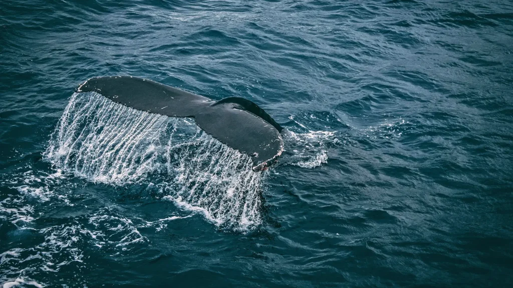 A whale tail partially submerged in water, with water cascading off the flukes.