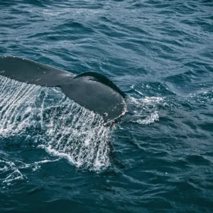 A whale tail partially submerged in water, with water cascading off the flukes.