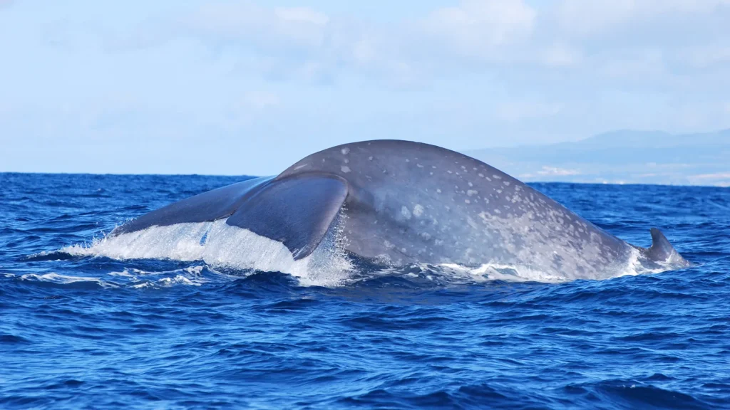 A large whale surfacing in the ocean, showing its back and dorsal fin above the water.