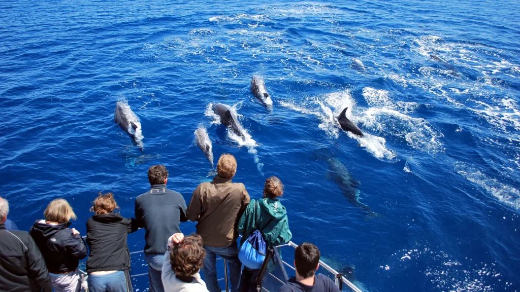 A group of dolphins swimming in blue ocean water near a boat with people observing.