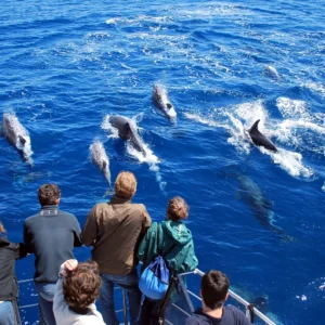 A group of dolphins swimming in blue ocean water near a boat with people observing.