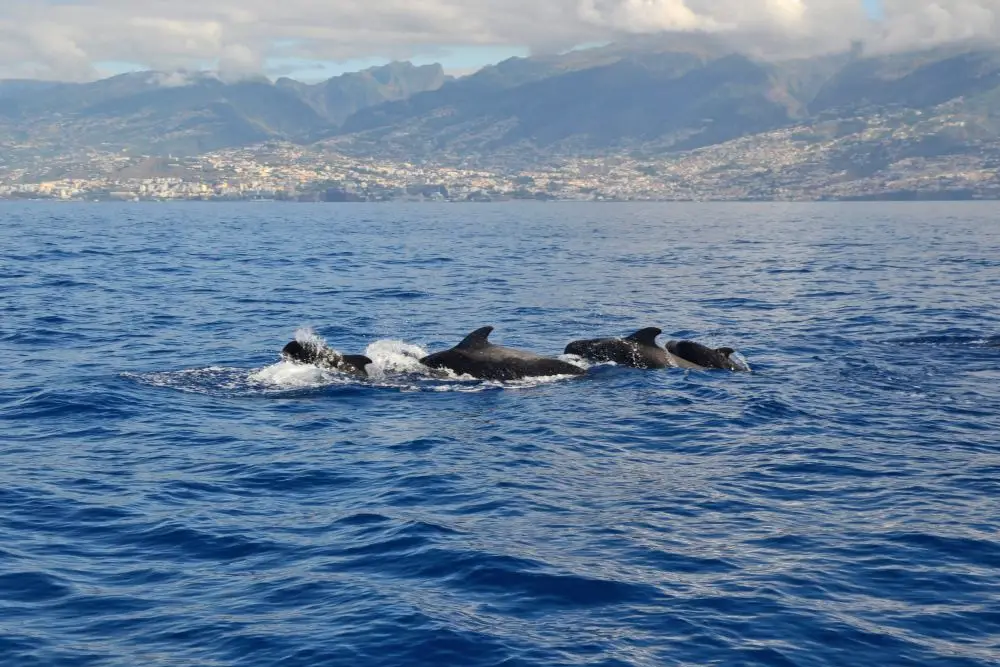 A group of whales swimming in the ocean with a coastal landscape in the background.