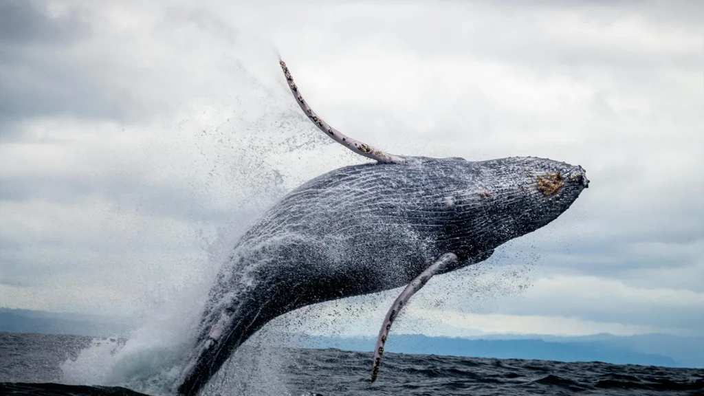 A humpback whale breaching the surface of the ocean, creating a splash of water.