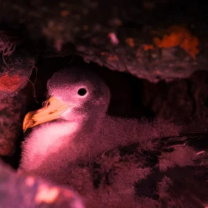 Night birdwatching  - Faial
